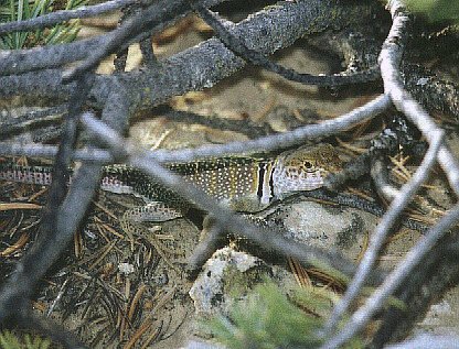 Collared Lizard