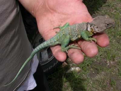 Male Collared Lizard