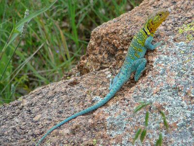 Wichita Mtns Male