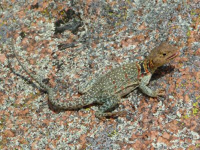 Wichita Mtns Female