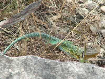 Wimberley Male